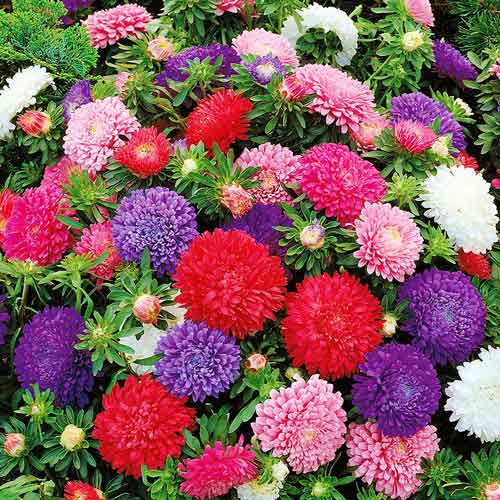 Айстра Міледі зображення 1 артикул 72020