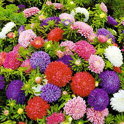 Астра Классик, смесь окрасок рисунок 1 артикул 66245