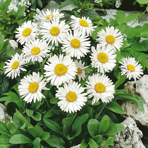 Астра кустарниковая Кристина рисунок 1 артикул 68617