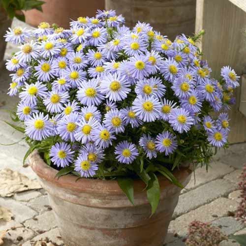 Астра кустарниковая Леди ин Блю рисунок 1 артикул 68618