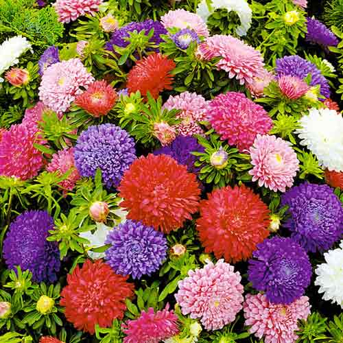 Айстра Міледі, насіння артикул фото 1 Айстра Міледі, насіння зображення 1 артикул 70062