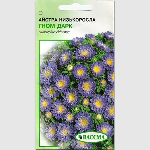 Астра Гном Дарк Seedera рисунок 1 артикул 72942