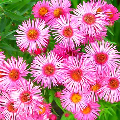 Астра новоанглийская Баррс Пинк рисунок 1 артикул 68615