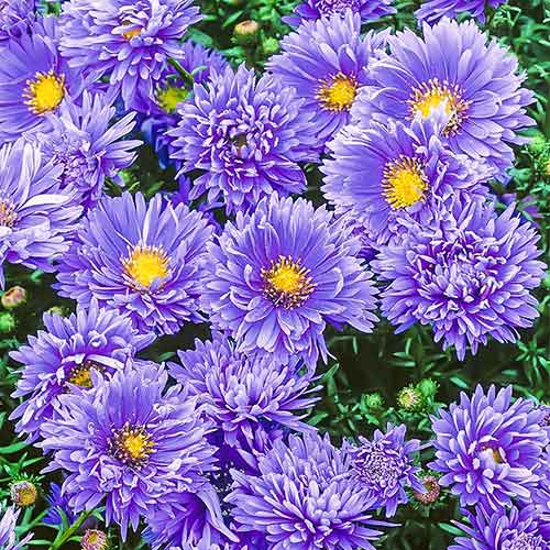 Айстра новобельгійська Блю зображення 2 артикул 76174