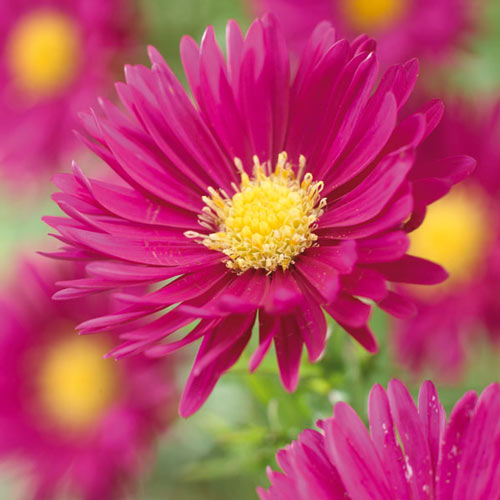 Астра новобельгийская Дарк Пинк рисунок 1 артикул 76175