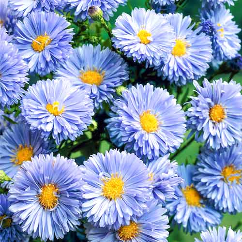 Астра новобельгийская Мария Баллард рисунок 1 артикул 68620