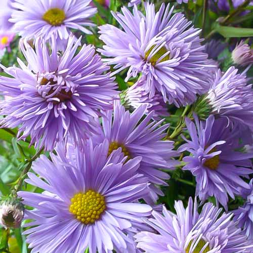 Астра новобельгийская Нэнси Баллард рисунок 1 артикул 68619