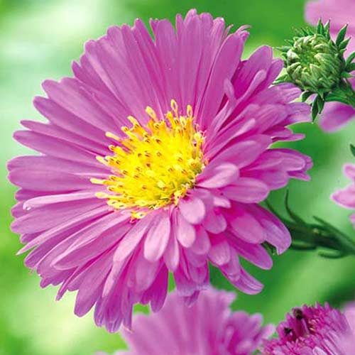 Астра новобельгийская Пинк рисунок 1 артикул 76176