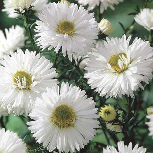 Астра новобельгийская Вайт рисунок 1 артикул 76177