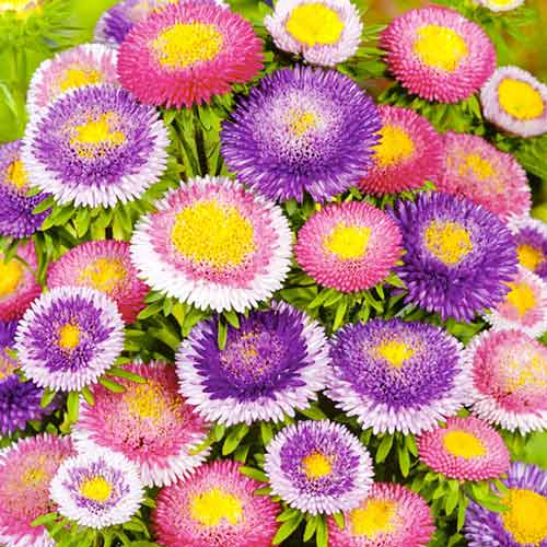 Айстра Пінг Понг, насіння зображення 1 артикул 70063