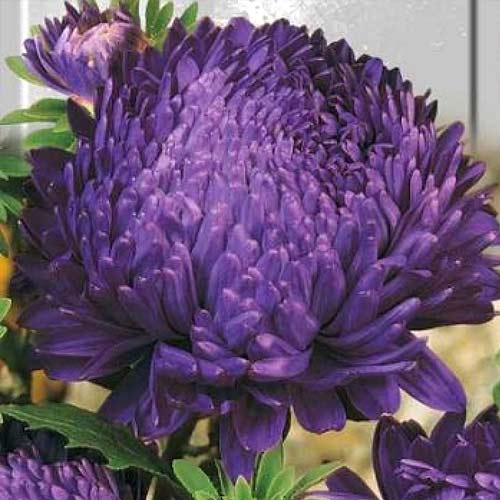 Астра Пионен Виолет Турм, семена рисунок 1 артикул 66237