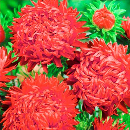 Астра пионовидная Фламинг рисунок 1 артикул 72030