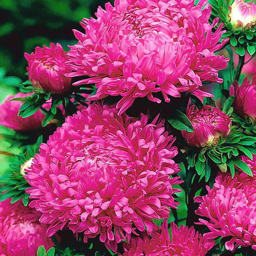 Айстра півонієподібна Офелія зображення 1 артикул 90427