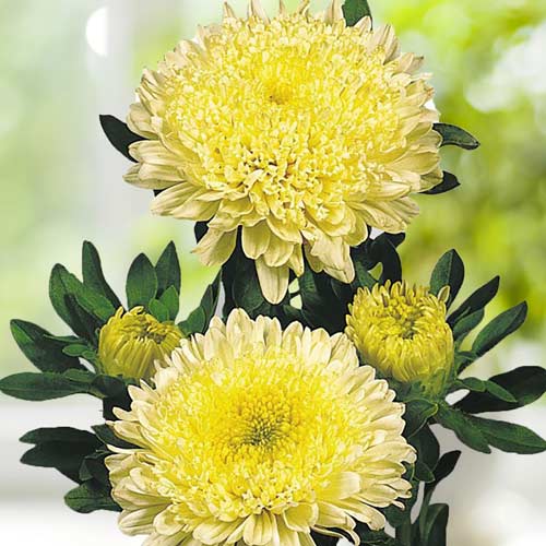 Астра пионовидная Соната рисунок 1 артикул 72029