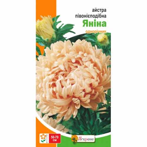 Астра пионовидная Янина розовая Яскрава артикул фото 1 Астра пионовидная Янина розовая Яскрава рисунок 1 артикул 90428