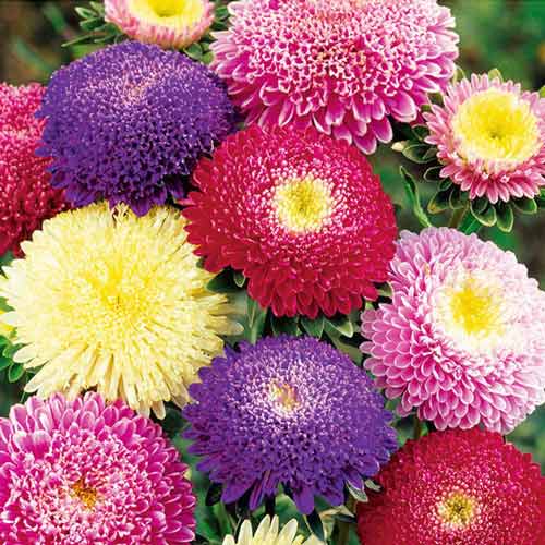 Астра Принцесса Бенари, смесь окрасок рисунок 1 артикул 72035