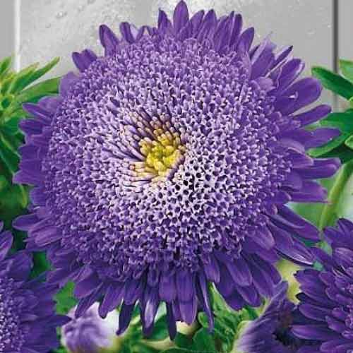 Астра Принцесса Вероника, семена рисунок 1 артикул 70064