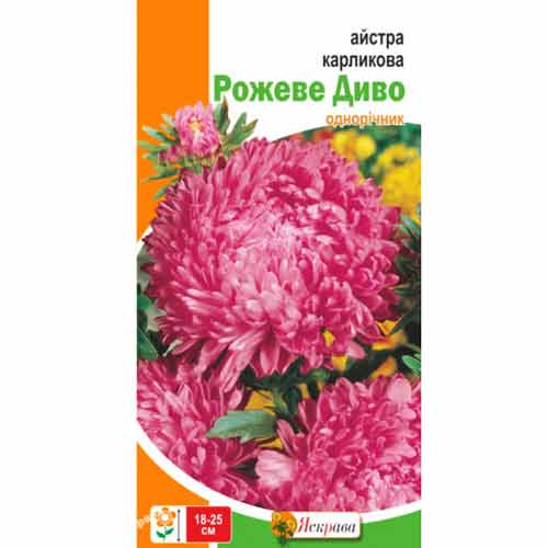 Айстра Рожеве диво Яскрава артикул фото 1 Айстра Рожеве диво Яскрава зображення 1 артикул 72946