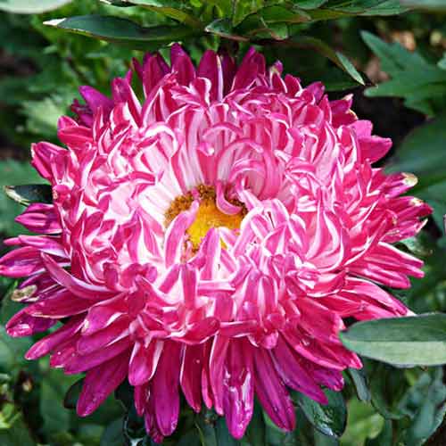 Астра Седая дама красная, семена рисунок 1 артикул 66247