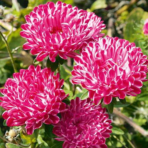 Айстра Сива Дама рожева, насіння артикул фото 1 Айстра Сива Дама рожева, насіння зображення 1 артикул 70065