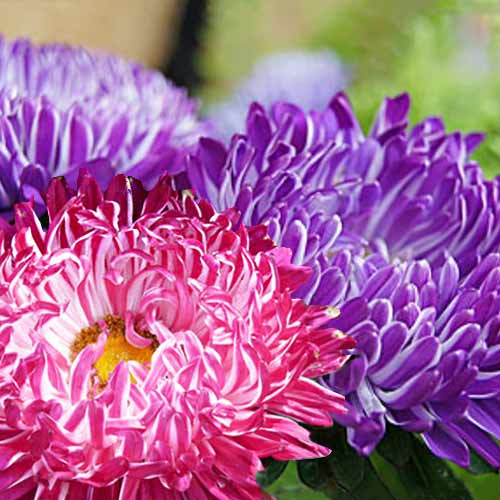 Астра Седая дама, смесь окрасок Seedera рисунок 1 артикул 66248