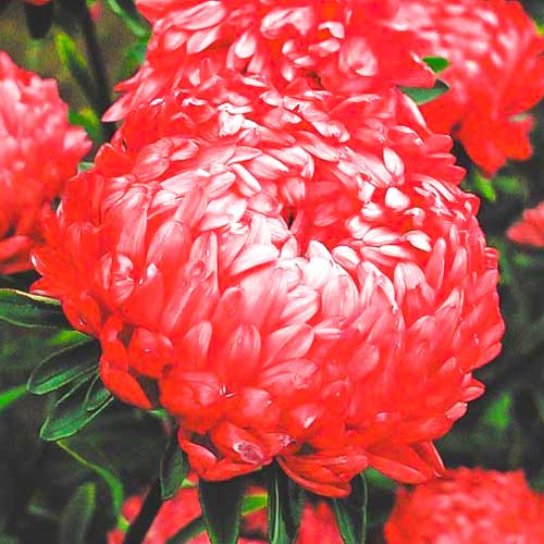 Айстра Серце Франції, насіння зображення 1 артикул 70066