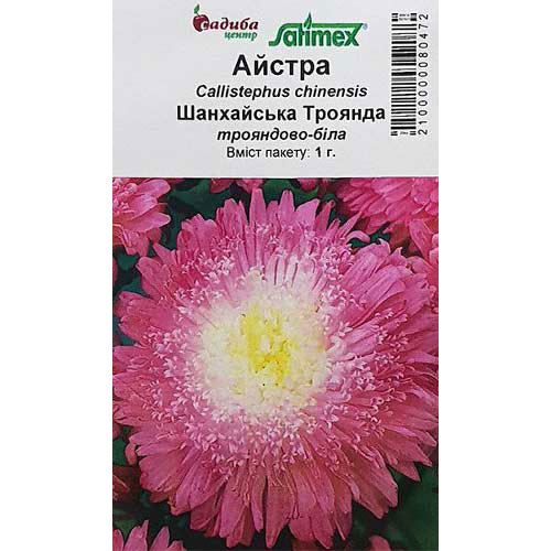 Астра Шанхайская Роза белая Садыба центр рисунок 1 артикул 89060