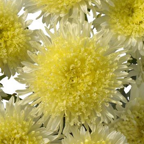 Астра Шанхайская Роза желтая Садыба центр рисунок 1 артикул 89061