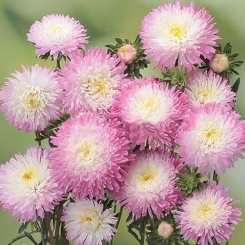 Астра Шанхайская роза, семена рисунок 1 артикул 70069