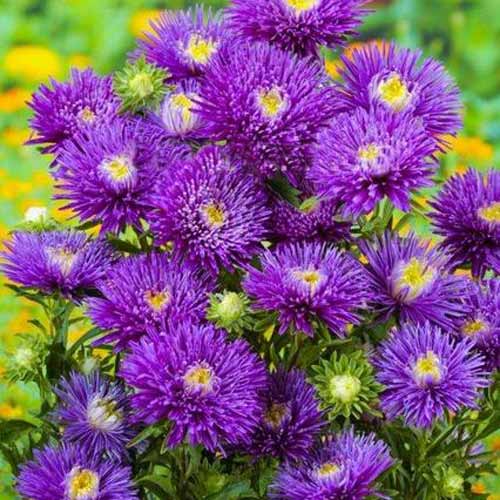 Айстра Сі Старлет фіолетова зображення 1 артикул 72039
