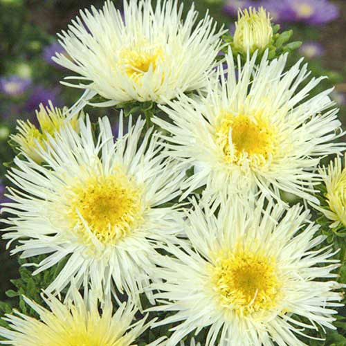 Астра Си Старлет желтая рисунок 1 артикул 72038