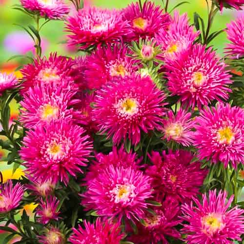 Айстра Сі Старлет яскраво-червона артикул фото 1 Айстра Сі Старлет яскраво-червона зображення 1 артикул 72040