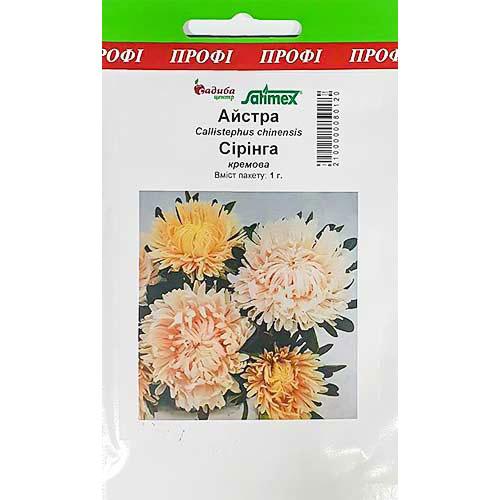 Астра Сиринга кремовая Садыба центр рисунок 1 артикул 89054