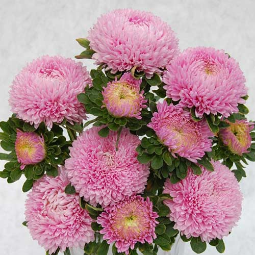 Астра Сиринга светло-розовая Садыба центр рисунок 1 артикул 89057