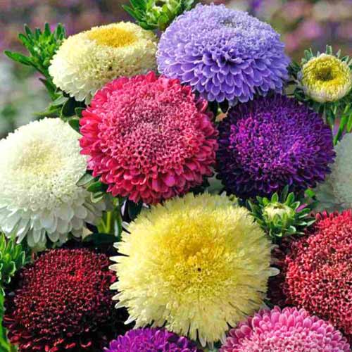 Астра Супер Принцесса, семена артикул фото 1 Астра Супер Принцесса, семена рисунок 1 артикул 70067