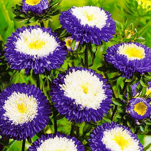 Айстра Суприм Биколор, насіння артикул фото 1 Айстра Суприм Биколор, насіння зображення 1 артикул 70068