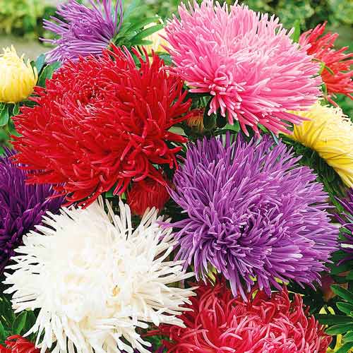 Астра Ювель, смесь окрасок рисунок 1 артикул 72045