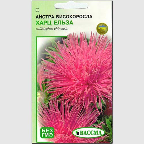 Астра Харц Эльза Seedera рисунок 1 артикул 72930