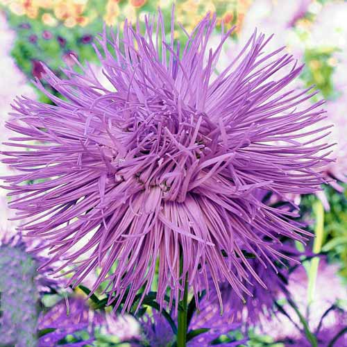 Айстра високоросла Харц Трістан, насіння артикул фото 1 Айстра високоросла Харц Трістан, насіння зображення 1 артикул 66376