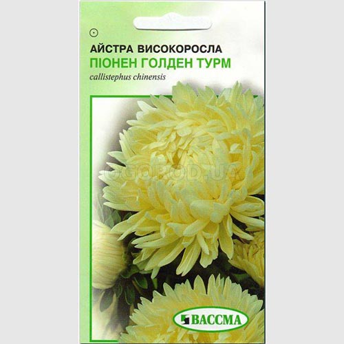 Астра Пионен Голден Турм Seedera рисунок 1 артикул 66368