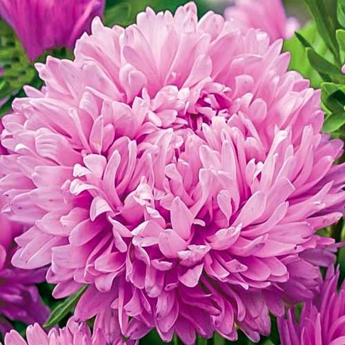 Айстра високоросла Піонен Кварц Турм, насіння зображення 1 артикул 66369