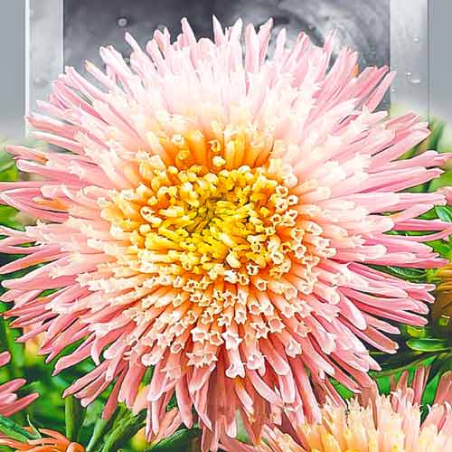 Астра высокорослая Принцеса Давина, семена артикул фото 1 Астра высокорослая Принцеса Давина, семена рисунок 1 артикул 66371