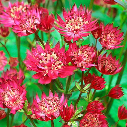 Астранция Кларет рисунок 1 артикул 70349