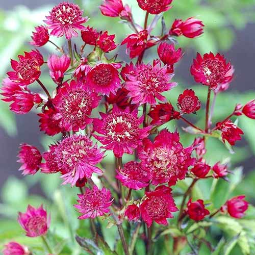 Астранция Руби Веддинг рисунок 2 артикул 76026