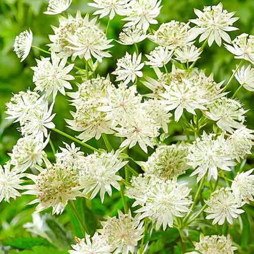 Астранция Вайт рисунок 1 артикул 70350