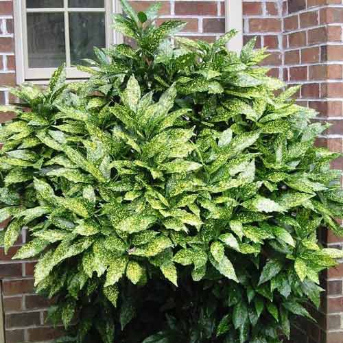 Аукуба японская рисунок 1 артикул 9501