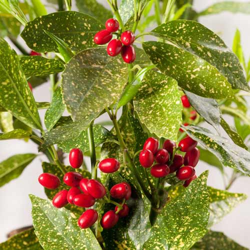 Аукуба японская рисунок 2 артикул 9501