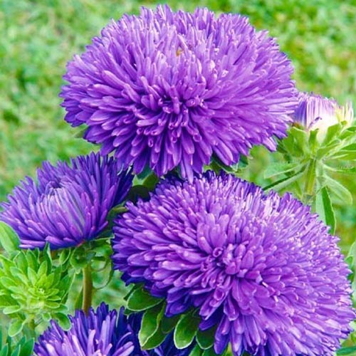 Астра Гала фиолетовая Элитсорт рисунок 1 артикул 95074