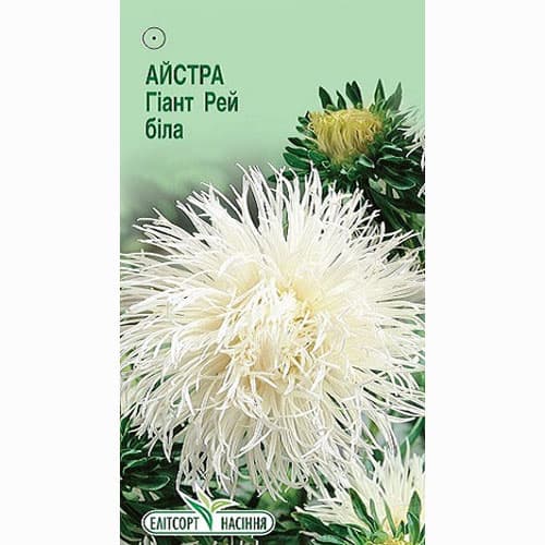 Астра Гиант Рэй белая Элитсорт рисунок 1 артикул 95075