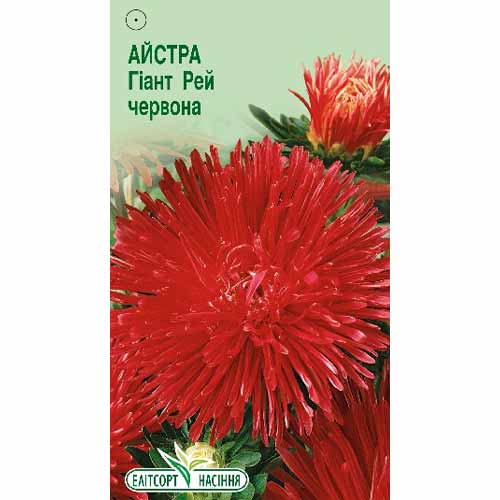 Астра Гиант Рэй красная Элитсорт рисунок 1 артикул 85905
